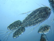 fig.04 �P���~�W���R�i���X�j