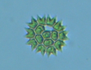 fig.06 �N���V���E��