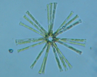 fig.07 �z�V�K�^�P�C�\�E