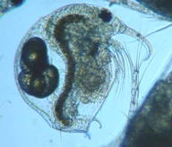 fig.01 �]�E�~�W���R