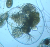 fig.03 �t�N�������V