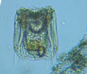 fig.06 �n�l�E�f�����V