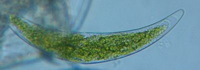 fig.08 �~�J�d�L��