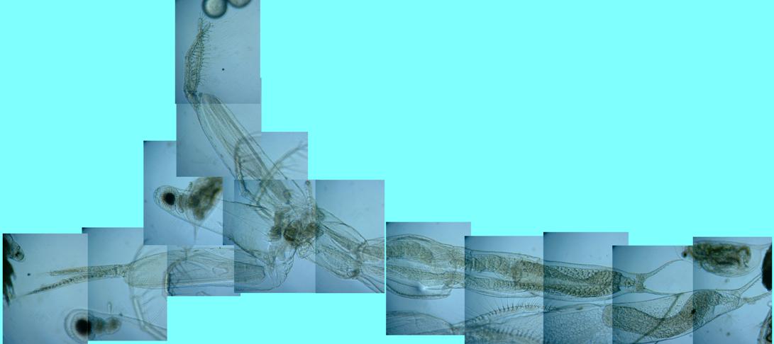 fig.01 �T�R�΂̃m���E���̂P