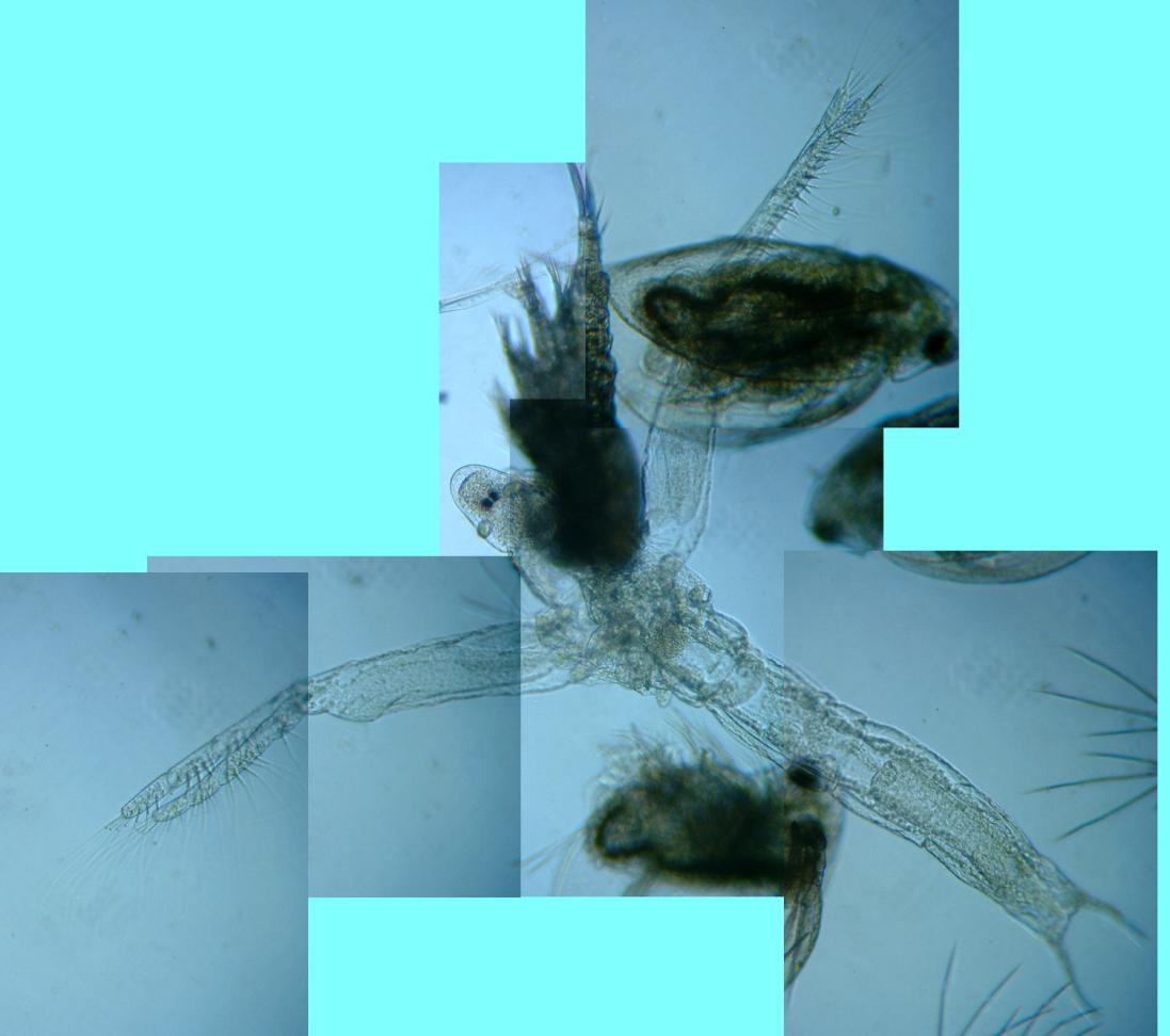 fig.01 �T�R�΂̃m���E���̂Q