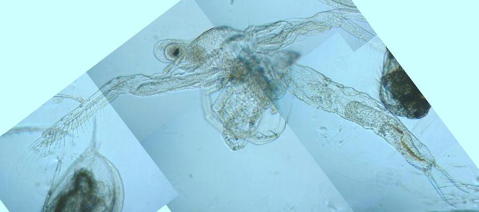 fig.21 �T�R�΂̃m���i���X�E�S�́j