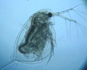 fig.05 �^�}�~�W���R