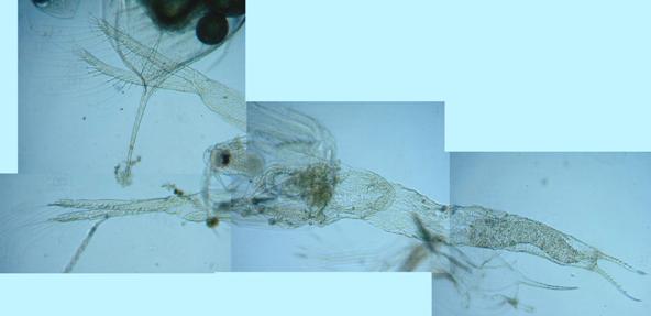 fig.07 �m���i���X�j