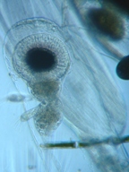 fig.01 �m���i���X�E�����j