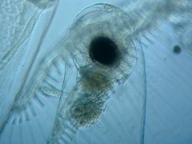 fig.02 �m���i���X�E�����j