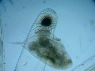 fig.03 �m���i���X�E�����j