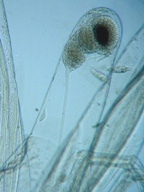 fig.04 �m���i���X�E�����j