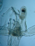 fig.05 �m���i���X�E�����j