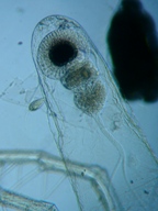 fig.06 �m���i���X�E�����j