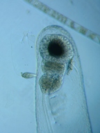 fig.07 �m���i���X�E�����j