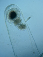 fig.08 �m���i���X�E�����j