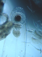 fig.09 �m���i���X�E�����j