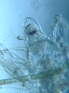 fig.10 �m���i���X�E�����j