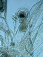 fig.11 �m���i���X�E�����j