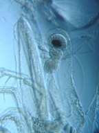 fig.12 �m���i���X�E�����j