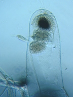 fig.14 �m���i���X�E�����j