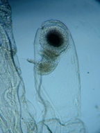 fig.16 �m���i���X�E�����j