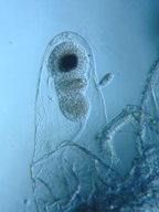 fig.19 �m���i���X�E�����j