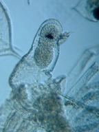 fig.20 �m���i���X�E�����j