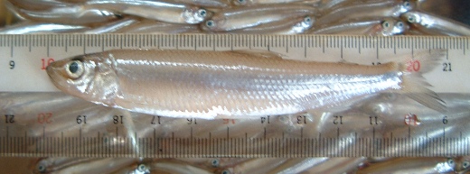 fig.01 ���J�T�M�i�I�X�j