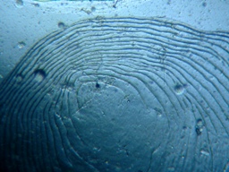 fig.02 ���J�T�M��