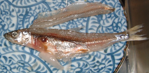 fig.01 ���J�T�M����