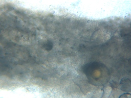 fig.02 ���Ǔ��e��