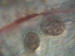 fig.03 ���Ǔ��e��