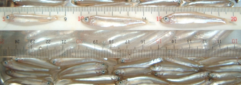 fig.01 ���J�T�M�t��