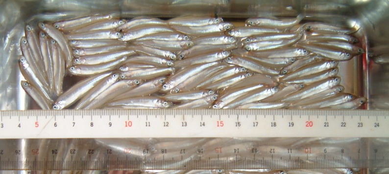 fig.01 �Ӊ���U�V���ڂ̃��J�T�M�t��