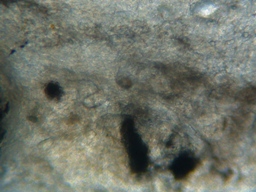 fig.02 ���Ǔ��e��