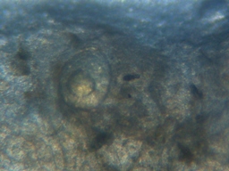 fig.03 ���Ǔ��e��