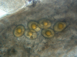 fig.06 ���Ǔ��e��