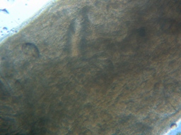 fig.07 ���Ǔ��e��