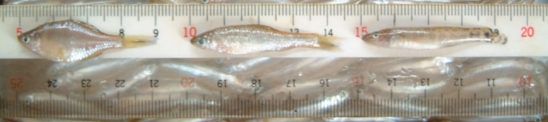 fig.04 �^�i�S�E���c�S�E�E�L�S��