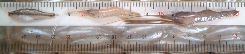 fig.05 �I�I�N�`�o�X�E�k�}�G�r�E�e�i�K�G�r