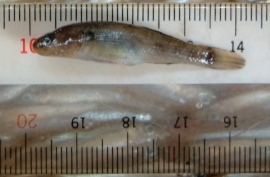 fig.03 ���V�m�{��