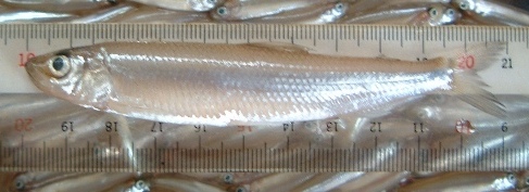 fig.02 ���J�T�M����