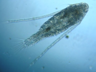 fig.01 �q�Q�i�K�P���~�W���R