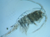 fig.02 �P���~�W���R