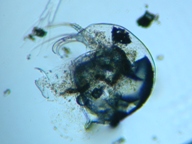 fig.03 �]�E�~�W���R