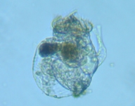 fig.04 �s�ڂO�P