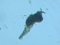 fig.05 �s�ڂO�Q