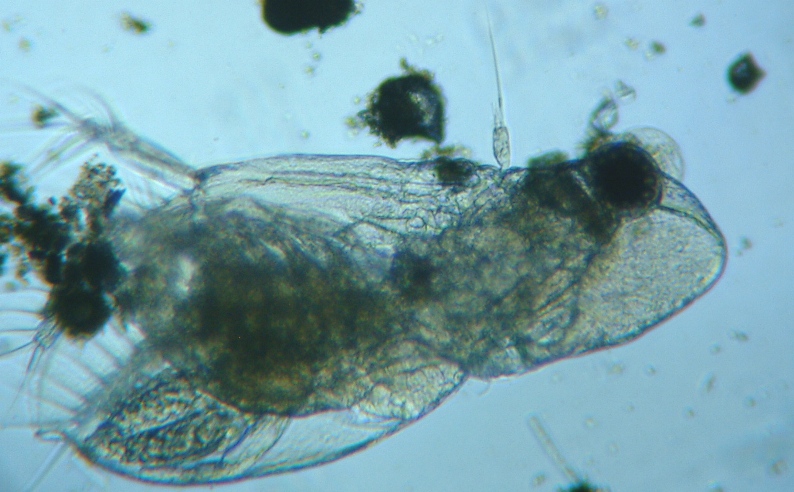 fig.07 �I�i�K�~�W���R�i���X�j