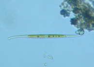 fig.08 �~�J�d�L����